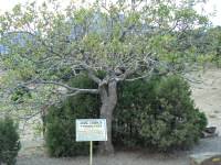 Фисташковое дерево